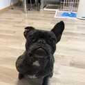 フレブル　ブリンドル