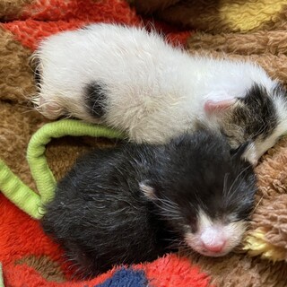 生まれたて生後推定４日★ハチワレと白キジトラ