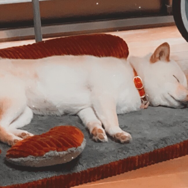 Xexaのカバー写真