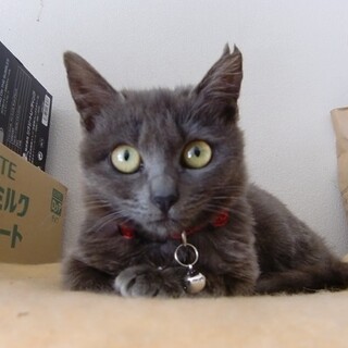 とってもおとなしいロシアンブルー系女の子