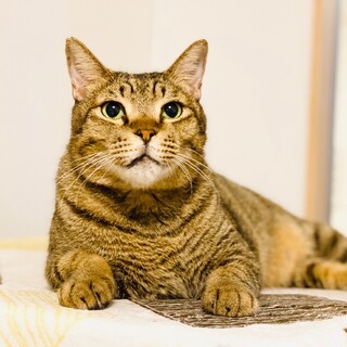 まん丸ボディで甘えん坊なキジトラ男子(^^)