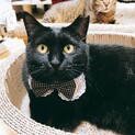 人が大好き！可愛い黒猫の女の子