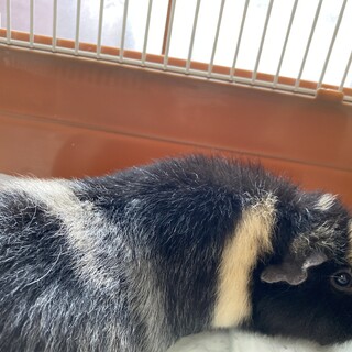 現在交渉中です　モルモット