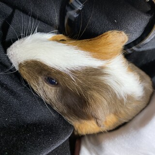 イングリッシュモルモット