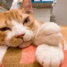 逸材過ぎるジョーくん！！！ サムネイル2