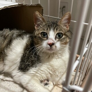 【幼猫サイズ】小柄な成猫【白キジ】