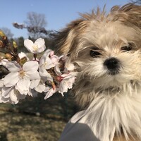 つばき