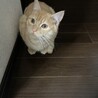 の写真