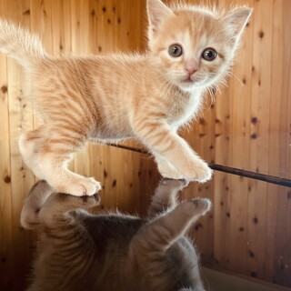 生後2ヶ月おっとり茶トラくんです