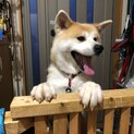 小柄で美人な秋田犬「若菜」ちゃん