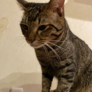 近江八幡市の猫の里親募集情報まとめ :: ペットのおうち【月間利用者 