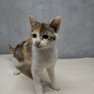 人馴れ抜群なミケ子猫
