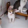 人馴れ抜群なミケ子猫 サムネイル2