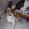 人馴れ抜群なミケ子猫 サムネイル3