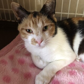 ありがとうございました★美猫の三毛猫ちゃん