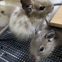 デグー　パイド＆ブルーの姉妹です。