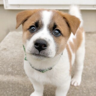 コロコロムチムチ☆コロちゃん　♂　2ヶ月