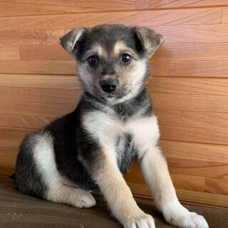 生後2か月仔犬 女の子
