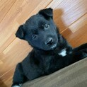 生後2か月仔犬 女の子