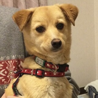 人が大好き。小型犬サイズの可愛いポピーちゃん