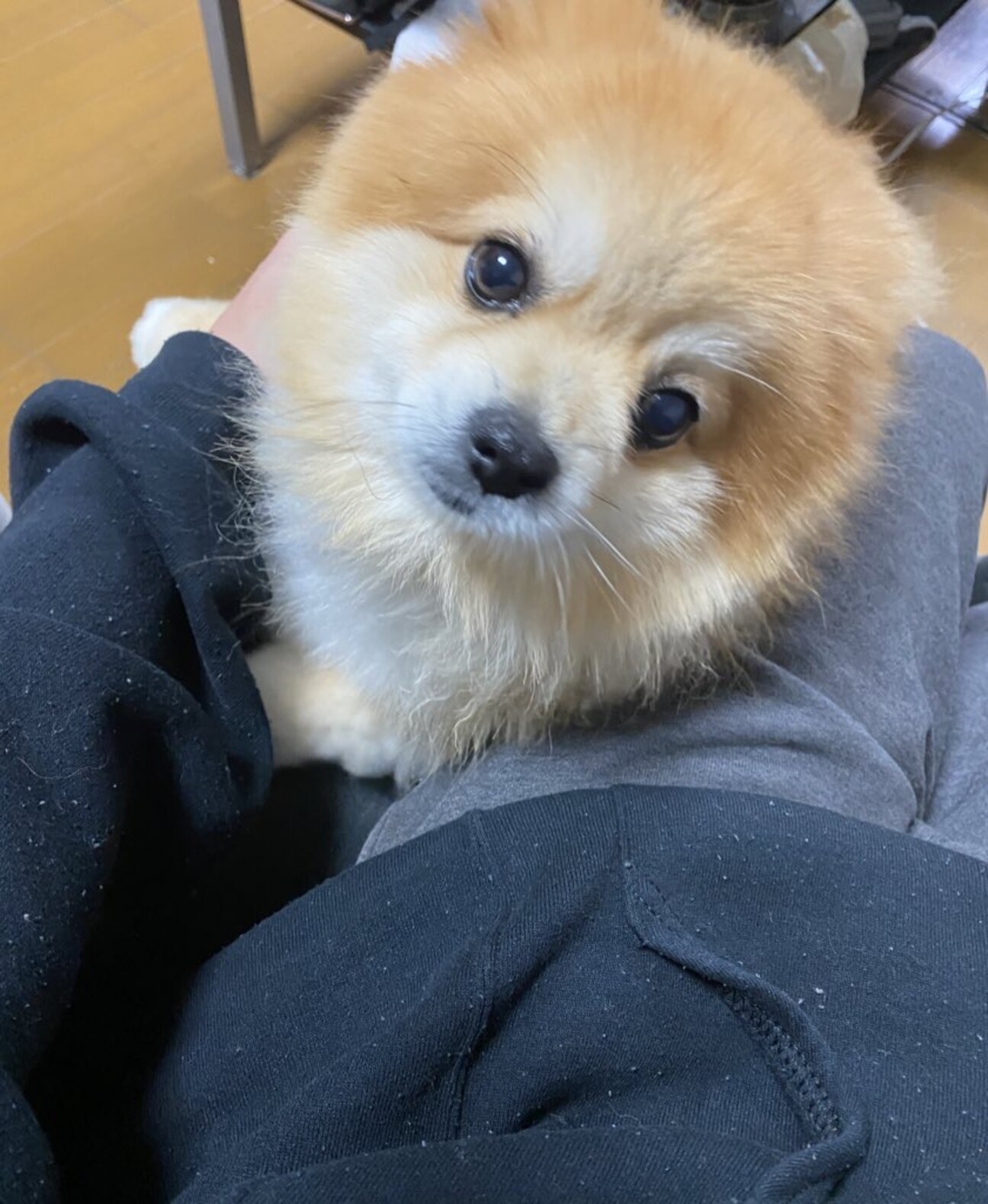 たわし ポメラニアン♂6歳」東京都 - 犬の里親募集(358555) 2枚