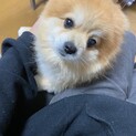 たわし　ポメラニアン♂6歳