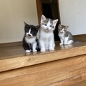 早急に里親募集！一匹でも可　3匹兄弟