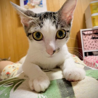 【甘えん坊なお嬢さん】スリスリゴロゴロなココちゃん