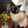 とうりんり