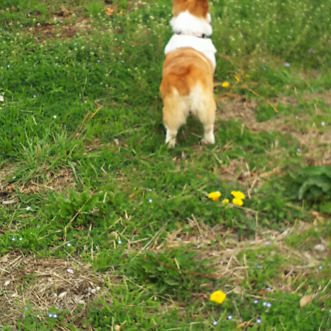 ヨッチャンのカバー写真