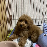 はる