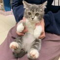 グレー白　ニコルちゃん
