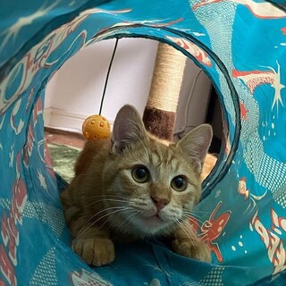 人慣れ抜群！毛並み艶々ジオン君