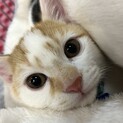 可愛いサンタくん