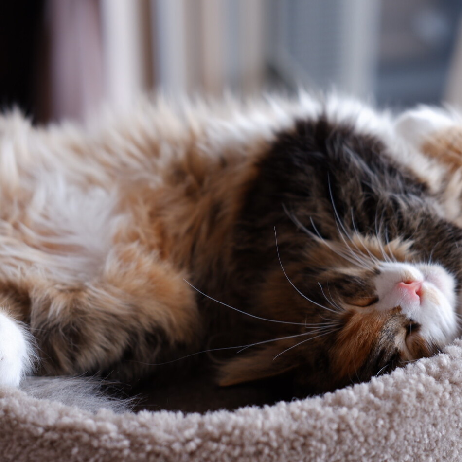 mieliのカバー写真