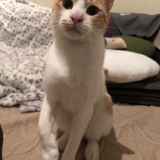 可愛い可愛いフェリスくん♡