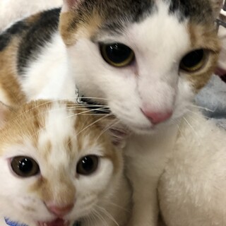 ♡人馴れ抜群の三毛猫さん♡