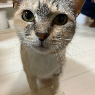 可愛いマダラン女の子♡