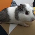 モルモットの里親様募集です