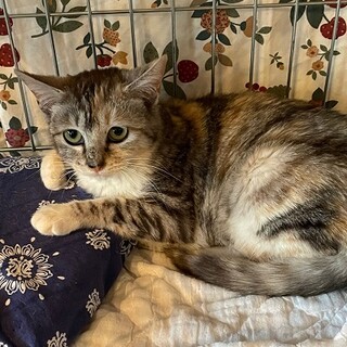パステル色の三毛、サビ柄のづつきちゃん
