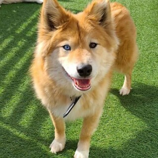 飼い主に持ち込まれたこです