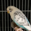 セキセイインコ里親募集