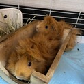 おはぎとちまき　ちょっぴりビビりな親子