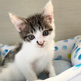 ほっとけない男子♡　ヨシノ♂