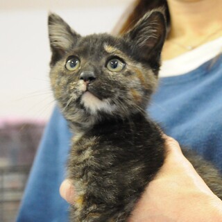 物怖じしないおてんば娘♪　ジョイ♀