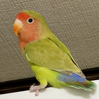 八重桜インコ（シナモン）家族募集中