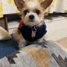 あやじっぷ