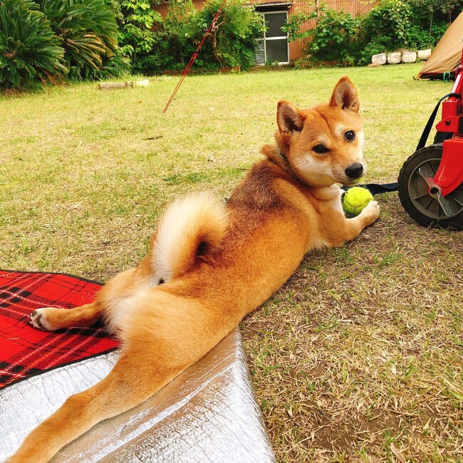 bonaのカバー写真