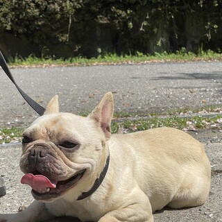 フレブルの女の子(一旦停止)