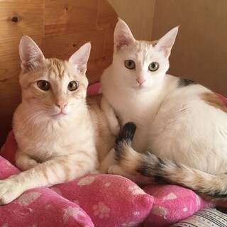 仲良しだから一緒に